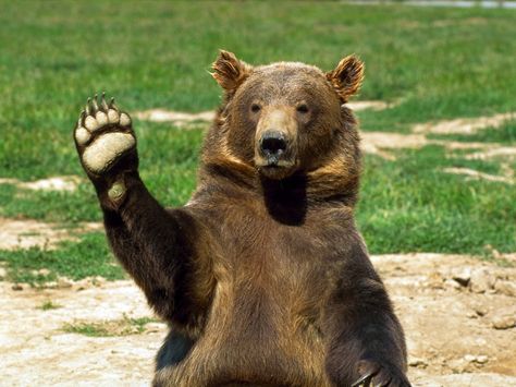 Bye, bye, friends Animal Captions, Yogi Bear, Funny Bears, Funny Animal Quotes, Funny Captions, Funny Animal Memes, Animal Quotes, Funny Animal Pictures, Bye Bye