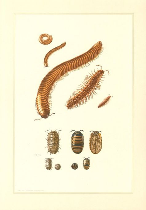 1956 Millipedes and Pill-bugs, Ophyiulus fallax, Polydesmus complanatus, Glomeris marginata, Common Pill Bugs, Millipedes, Woodlice, Pill Bug, Insect Wall, Biology Art, Insect Print, Wildlife Prints, Insect Art