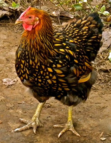 Gold Lace Wyandotte, I want these next year. Golden Lace Wyandotte, Pekin Chicken, Gold Laced Wyandotte, Wyandotte Chickens, Wyandotte Hen, Laced Wyandotte, Wyandotte Chicken, Farm Animal Paintings, Fancy Chickens