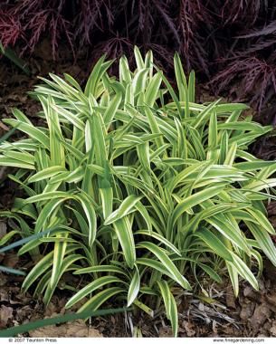 Variegated Lilyturf, Boarder Plants, Perennial Border Plants, Garden Border Plants, Blooming Perennials, Liriope Muscari, Borders Garden, Edging Plants, Landscape Borders