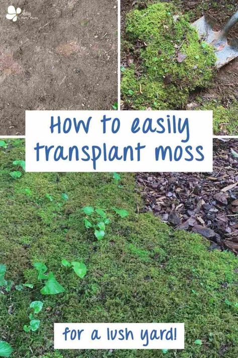 Moss Lawn, Plant Identification App, Types Of Moss, Growing Moss, Moss Plant, Moss Garden, Landscaping With Large Rocks, Rock Garden Landscaping, Creative Gardening