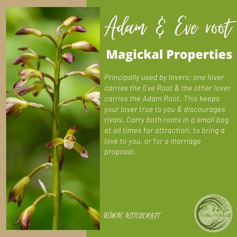 Adam And Eve Root, Jezebel Root Magical Properties, Herbal Witch, Medical Herbs, Witch Herbs, Magickal Herbs, Plant Magic, Green Witchcraft, Goth Garden