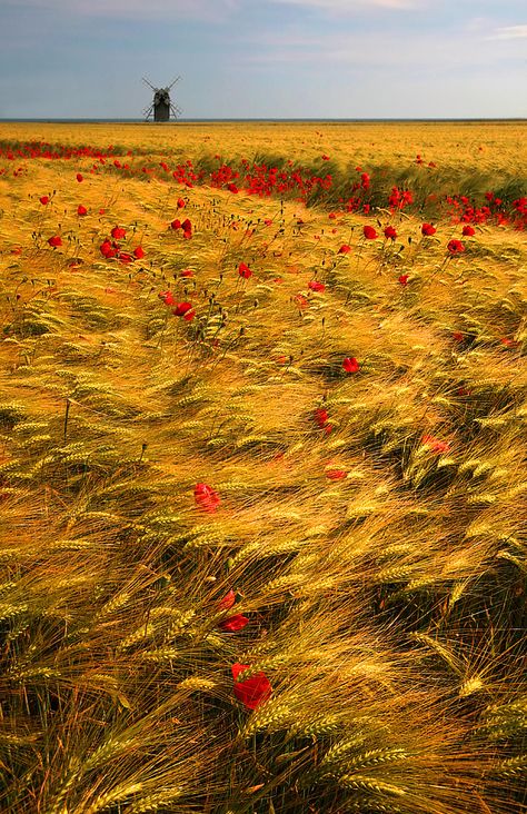 The Red Forest, Gelderland, The Netherlands Fields Of Gold, Wheat Field, Wheat Fields, Vincent Van Gogh, Beautiful World, Red Flowers, Beautiful Landscapes, Wonders Of The World, Beautiful Photo