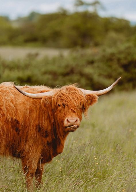 Highland cow sticking out his tongue Captured in the Scottish Hebrides. PRINT ONLY  Printed on matte paper for a soft + posh finish. Your photo will be shipped from a photo lab in a sturdy cardboard envelope from the USA. Cropping is at the artists discretion + may appear slightly different than preview photos. Please let me know if you have preference or would like it zoomed in. Copyright is owned by the artist [teri bocko] I try to place orders within 48 hours. Shipping usually takes 5-7 business days. Let me know if it is rush shipping so I can help accommodate :) Shipping is $5, Rush Shipping is $12 Thanks for taking a peek at my shop and supporting my small business. http://instagram.com/teribocko http://www.teribphotography.com Scottish Highland Cows, Scottish Hebrides, Scotland Living, Highland Cow Pictures, Hebrides Scotland, Cow Wallpaper, Cow Photos, Scottish Highland Cow, Christian Backgrounds