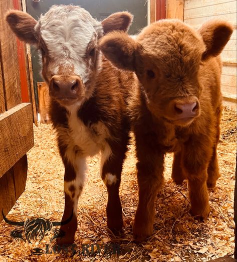 Mini Highpark Cow, Mini Highland Cow, Cow Pen, Pet Cows, Mini Cows, Lost River, Highland Cows, First Then, Cow Calf