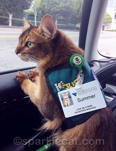 My first therapy cat visit! #therapycat #therapypet #workingcat #cats Biting People, Fuzzy Pants, Cat Therapy, Service Cat, Therapy Cat, Cat Nutrition, F2 Savannah Cat, Therapy Animals, Cat Spray