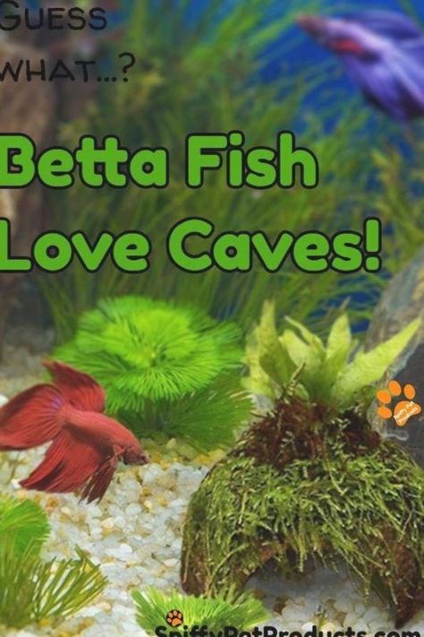 Betta Fish Toys, Betta Care, Tank Plants, Fish Background, Cool Cat Trees, Betta Fish Care, Water Creatures, Betta Tank, Pet Tips