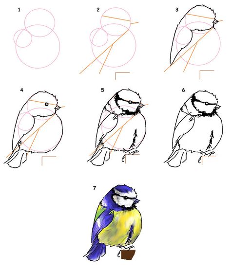 Draw Birds, Silicon Valley Bank, Bird Sketch, Flower Drawing Tutorials, Basic Drawing, Bird Artwork, Doodle Illustration, Hello Hello, Art Drawings For Kids