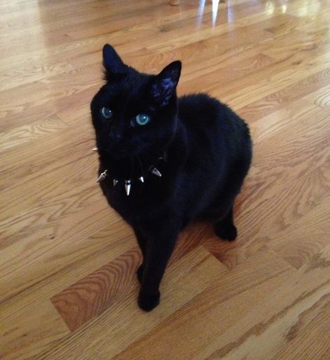 Black Cat With Spiked Collar, Spiked Collar, Cat Ideas, Kitty Cats, Lovely Things, Black Cats, My Cat, Cool Cats, Pet Collars