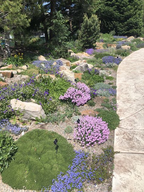 Alpine Rock Garden, Room Grey Bedroom, Alpine Garden Ideas, Driveway Planting, Crevice Garden, Pea Gravel Garden, Blue Curtains Living Room, Grey Bedroom Colors, Interior Paint Color