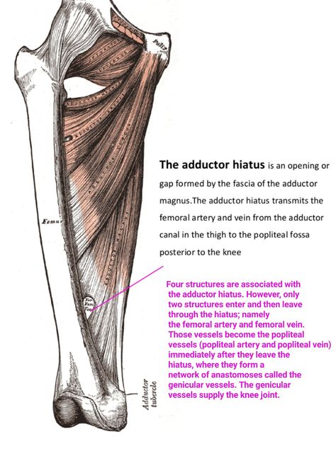 Adductor hiatus Limb Anatomy, Arteries And Veins, Muscle Anatomy, Lower Limb, Human Anatomy And Physiology, School Pictures, Med School, Anatomy And Physiology, Human Anatomy