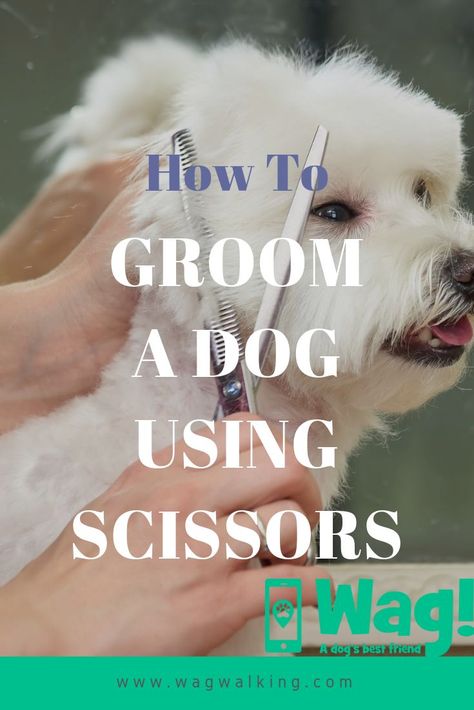 Maltese Dogs Grooming, Dog Grooming Shih Tzu, Dog Grooming Diy, Goldendoodle Grooming, Dog Grooming Tools, Dog Grooming Styles, Dog Grooming Scissors, Poodle Cuts, Pet Grooming Supplies