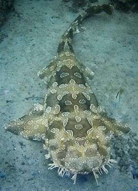 Wobbegong Shark, Types Of Sharks, Australian Fauna, Cele Mai Drăguțe Animale, See World, Deep Sea Creatures, Underwater Life, Water Life, Australian Animals