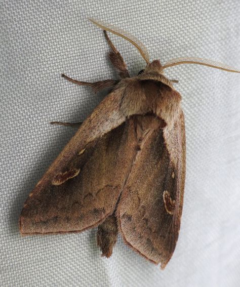 This beautiful brown moth is Bellura obliqua, the cattail borer. Now, I haven't seen any cattail around, but we sure have a ton of skunk cabbage, and apparently this species likes skunk cabbage. Moth Brown, Skunk Cabbage, Brown Moth, Silly Goober, Cute Moth, Duck Tattoos, Herding Cats, Moth Art, Beautiful Bugs