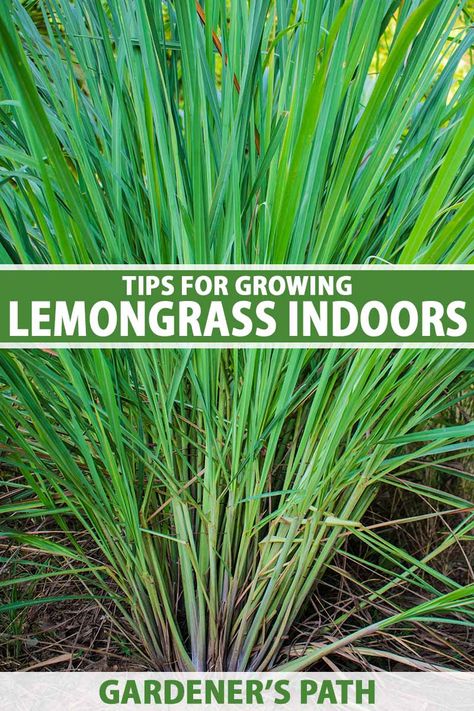 Lemongrass is a tropical, perennial grass with fragrant stalks and leaves that add citrus flavor to a variety of dishes. If you want to enjoy this tasty herb year-round, you can cultivate the plants indoors. Learn how to grow lemongrass indoors in this guide on Gardener's Path. #lemongrass #herbgarden #gardenerspath Grow Lemongrass, Raised Garden Beds Diy Vegetables, Lemongrass Plant, Vegetable Benefits, Perennial Grasses, Witch Garden, Raised Garden Beds Diy, Aromatic Plant, Herbs Indoors