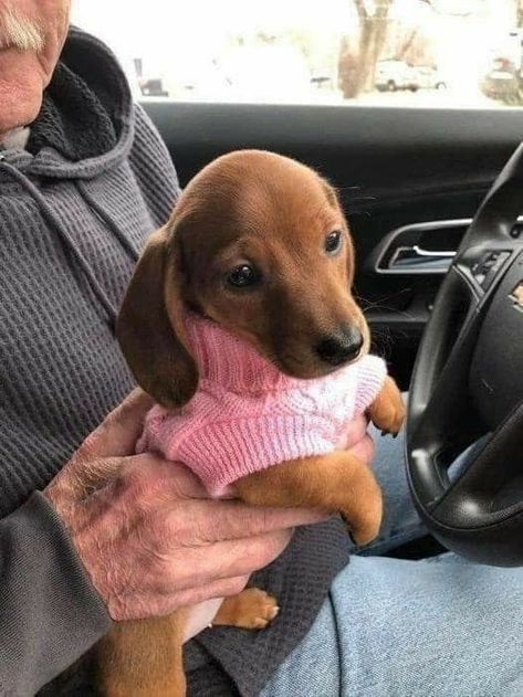 Wiener Dogs, Very Cute Dogs, Weenie Dogs, Dachshund Puppies, Dachshund Puppy, Weiner Dog, Cute Dogs And Puppies, Cute Animal Photos