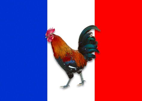 The Gallic rooster is a national symbol of France. Gallic Rooster, National Animal, National Symbols, Just Smile, Rooster, Literature, France, Animals, Quick Saves