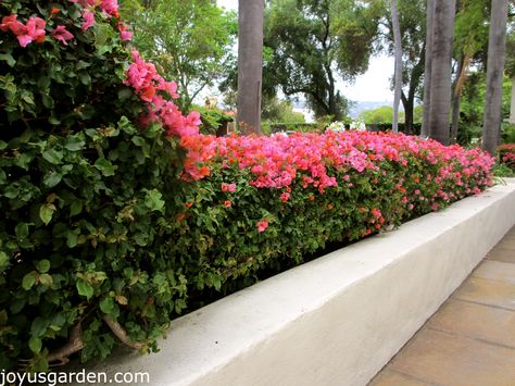 Bougainvillea even gets hedged around here! Bougainvillea Backyard, Bougainvillea Hedge, Bougainvillea Care, Bougainvillea Tree, Increase Curb Appeal, Florida Landscaping, Short Plants, Fence Landscaping, Garden Landscape Design