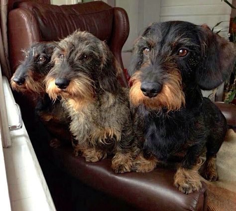 Dachshund Funny, Dog Room, Wire Haired Dachshund, Weenie Dogs, Dachshund Lovers, Dachshund Puppies, Dachshund Love, Weiner Dog, Wiener Dog