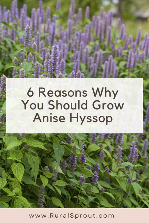 Anise Hyssop, My Love Story, Garden Container, Garden Herbs, Chicken Crockpot, Pollinator Garden, Herbaceous Perennials, Tea Garden, Food Garden