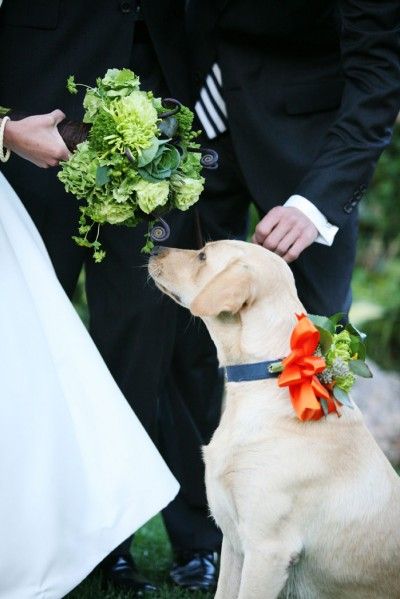 if my dog isnt involved in my engagement or wedding....i will die. Dog Ring Bearer Collar, Dog Wedding Ideas, Dogs In Weddings, Weddings Ring, Ring Bearer Dog, Dog Ring, Wedding Pets, Dog Wedding, Ring Bearer