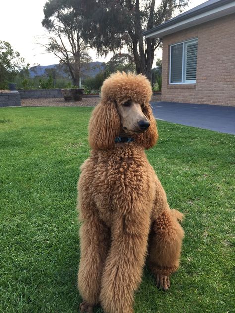 Arlo Henry 13 months old red standard poodle Apartment Pets, Red Standard Poodle, Apricot Standard Poodle, Standard Poodle Haircuts, Poodle Haircut Styles, Apartment Pet, Poodle Haircut, Poodle Puppy Standard, Poodle Dogs