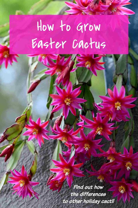 Spring Cactus, Cactus For Sale, Christmas Cactus Care, Cactus Leaves, Christmas Cactus Plant, Easter Cactus, Thanksgiving Cactus, Flowering House Plants, Cactus Water