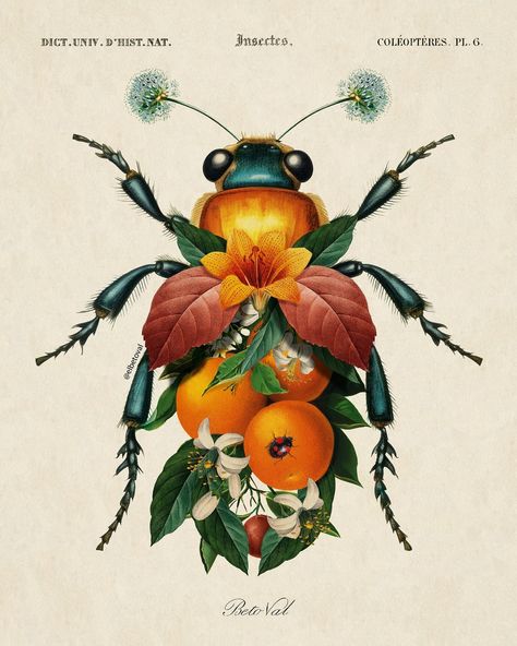 Beto Val | Insect fruit #2 Vintage surrealism | collage digital. © Beto Val. 2024. PRINTS: www.elbetoval.com #insect #digitalart #elbetoval… | Instagram Vintage Surrealism, Vintage Insect Prints, Surrealism Collage, Insect Photos, Watercolor Portrait Painting, Insect Photography, Digital Collage Art, Insect Print, Collage Vintage