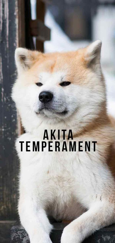 Akita Temperament – How Does This Large Breed Behave? Akita Dog Puppies, Japanese Akita Puppies, Akita Dog Japanese, Akita Inu Dog, Akita Inu Puppy, American Akita Dog, Dog Japanese, Akita Puppy, Best Guard Dogs