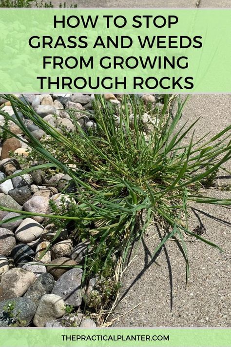 How To Pull Weeds Easily, Poison Oak Plant, Stop Weeds From Growing, Poison Ivy Plants, Landscaping Rocks, Plant Leaves Turning Yellow, Killing Weeds, Grass Weeds, Rock Border