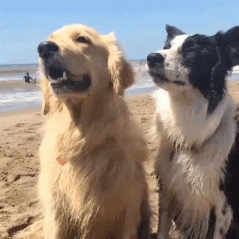 Golden Retriever Border Collie GIF - Golden Retriever Border Collie Hug - Discover & Share GIFs Dogs Hugging, Funny Cat Videos, Dog Gifs, Cat Gif, Border Collie, Animal Gifs, Dog Life, Funny Dogs, Dog Breeds