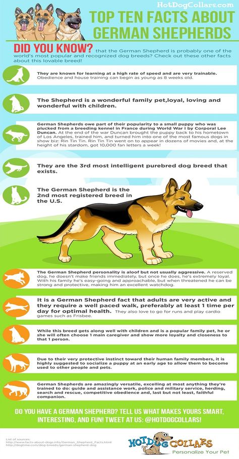 Top 10 Facts About German Shepherd. Do you love German Shepherd? Then, you will love to know the facts. German Shepherd Facts, Top 10 Facts, German Shepherd Pictures, Puppy Drawing, Most Popular Dog Breeds, Kinds Of Dogs, Purebred Dogs, Pet Boutique, Small Puppies