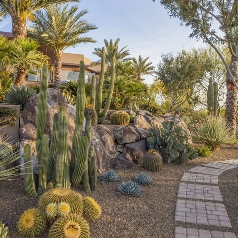 Sonoran Desert Inspired Landscape Design and Build | Trademark Landscapes Hillside Landscaping With Boulders, Sonoran Desert Landscape, Desert Landscaping Backyard, Desert Landscape Design, Cactus Garden Landscaping, High Desert Landscaping, Cactus Gardens, Desert Backyard, Succulent Display