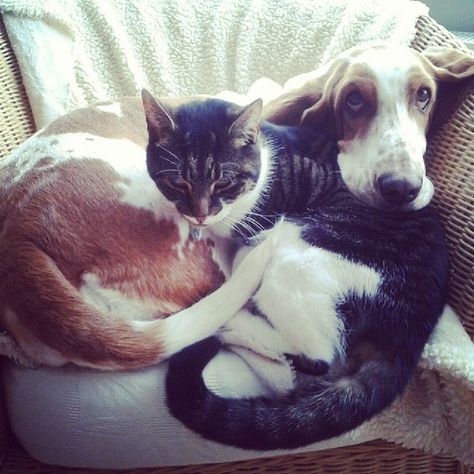 Basset hounds and cats - do they get along? - Basset Hound World Basset Hound And Cat, Interspecies Relationships, Smelly Dog, Cocker Spaniel Mix, Basset Hound Puppy, Unlikely Friends, Hound Puppies, Dog Best Friend, Bassett Hound