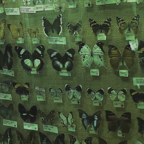 Bug Catching Aesthetic, Bug Collection Aesthetic, Pinned Bugs Aesthetic, Green Bug Aesthetic, Bug Core Aesthetic, Dark Bug Aesthetic, Taxidermist Workshop, Green Biology Aesthetic, Bug Pinning Aesthetic