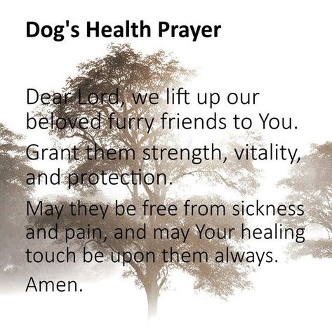 Prayer For Sick Dog, Fur Baby Quotes, Pet Healing, Prayer For Health, Meaningful Love Quotes, Funny Baby Quotes, Sick Dog, Animal Print Outfits, Healing Touch