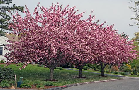 GardenLady.com | I Love The Kanzan (aka Kwanzan) Cherry Tree Kwanzan Cherry Tree Landscaping, Kanzan Cherry Tree, Kwanzan Cherry Tree, Trees With Flowers, Barn Landscaping, Backyard Planters, Ornamental Cherry, Trees For Front Yard, Japanese Cherry Tree