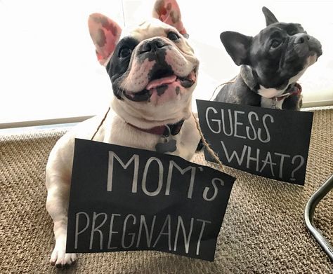 Pregnant Announcement Ideas, Pregnant Announcement, Pregnant Dog, Announcement Ideas, Pregnancy Announcement, Creative Ideas, French Bulldog, Bulldog, Dogs