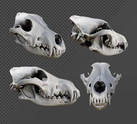 3d rendering of fossil wolf skull bones ... | Premium Psd #Freepik #psd #skeleton #human-skull #skull-illustration #skull-head Skull Head Character Design, Wolf Skull Reference, Animal Skull Reference, Bone Project, Bone Study, Wolf Skeleton, Canine Skull, Skeleton Human, Skull Reference