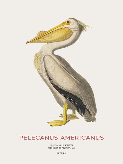 White Pelican, Bird Drawings, Beautiful Birds, Abstract Prints, Sale Poster, Wall Prints, North America, Independent Artist, Poster Design