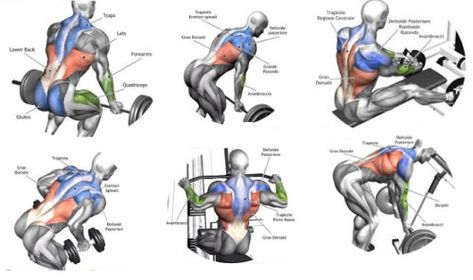 Building Back Muscles – 3 Mass Building Back Exercises Best Gym Exercises, Bicep Gym, Exercises To Build Muscle, Mass Building, Back Exercise, Good Back Workouts, Gym Exercises, Aerobics Workout, Popular Workouts