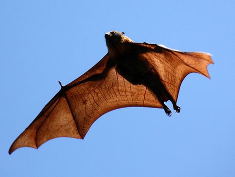 Fox Facts, Fox Species, Fox Bat, Badass Pictures, Bat Species, Bat Flying, Fig Trees, Flying Fox, Sense Of Sight