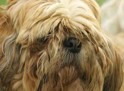 This is a guide about removing mats and tangles from a dog's coat. A long haired dog requires regular grooming. Keeping knots out of their hair can be a challenge. Matted Dog Hair, Yorkie Hairstyles, Dog Crying, Matted Hair, Long Haired Dogs, Dog Grooming Tips, Dog Mat, Dog Walker, Dogs Of The World