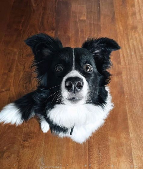 Male Vs. Female Border Collie: Can You Handle Them? Short Haired Border Collie, Border Collie Humor, Black And White Border Collie, White Border Collie, Male Vs Female, Border Collie Puppies, Collie Mix, Herding Dogs, Border Collies