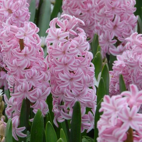 Allium Sphaerocephalon, Rain Lily, Night Shadow, Amaryllis Bulbs, Lily Bulbs, Red Rain, Spring Flowering Bulbs, Special Flowers, Flower Care