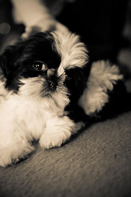 Shih Tzu puppy in black and white.  Looks like zoey when she was little. White Shitzu, Perro Shih Tzu, Chien Shih Tzu, Shitzu Dogs, Shitzu Puppies, Black Puppy, Cutest Dogs, Havanese Dogs, Labrador Retriever Puppies