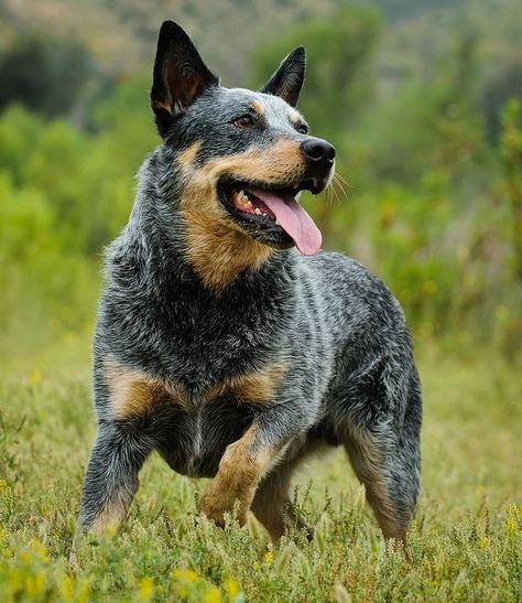 AUSTRALIAN CATTLE DOG #australiancattledog From #Brazil 🇧🇷 C.trilhaoficial Austrailian Cattle Dog, Heeler Puppies, Blue Heeler Dogs, Red Heeler, Australian Cattle Dogs, Blue Heeler, Australian Cattle Dog, Cattle Dog, Family Dogs