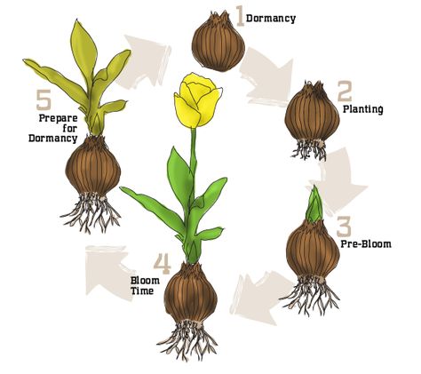 life cycle of a bulb- to show the kiddos come early Spring Growing Tulips, Daffodil Bulbs, Plant Life Cycle, Tulip Bulbs, Plant Science, New Garden, Garden Bulbs, Garden Help, School Garden