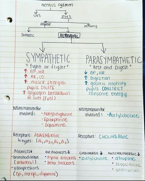 Paramedic Pharmacology Notes, Autonomic Nervous System Notes, Pharmacology Paramedic, Adrenergic Pharmacology, Paramedic Pharmacology, Paramedic Study Notes, Cholinergic Agonists, Zudio Shopping Women, Cardiac Pharmacology