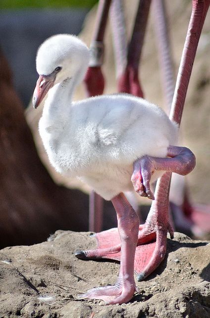 Believe it or not, standing on one leg is the most comfortable resting position for a flamingo. Flamingo Feathers, Baby Flamingo, Flamingo Pictures, Flamingo Art, San Diego Zoo, Pink Bird, Nature Birds, All Birds, Pretty Birds